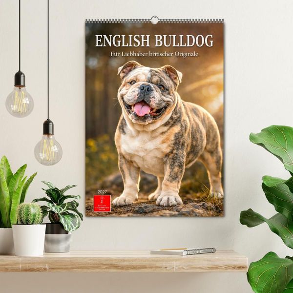 Produktbild: English Bulldog - F&uuml;r Liebhaber britischer Originale (Wandkalender 2027 DIN A2 hoch), CALVENDO Monatskalender