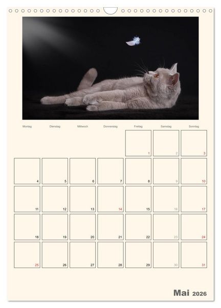 Produktbild: Schmusige Britisch Kurzhaar (Wandkalender 2026 DIN A3 hoch), CALVENDO Monatskalender