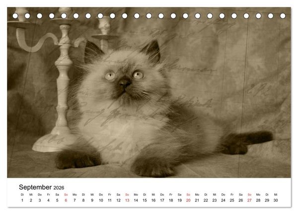 Produktbild: Oma's Katzenkalender 2026 (Tischkalender 2026 DIN A5 quer), CALVENDO Monatskalender