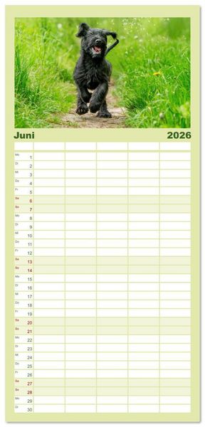 Produktbild: Familienplaner 2026 - Mit dem Riesenschnauzer durch das Jahr mit 5 Spalten (Wandkalender, 21 x 45 cm) CALVENDO