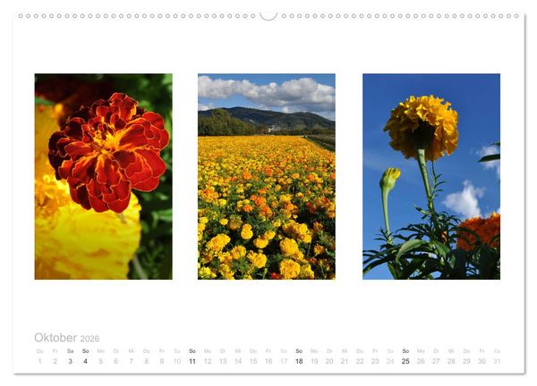 Produktbild: Blumen Trilogien (hochwertiger Premium Wandkalender 2026 DIN A2 quer), Kunstdruck in Hochglanz