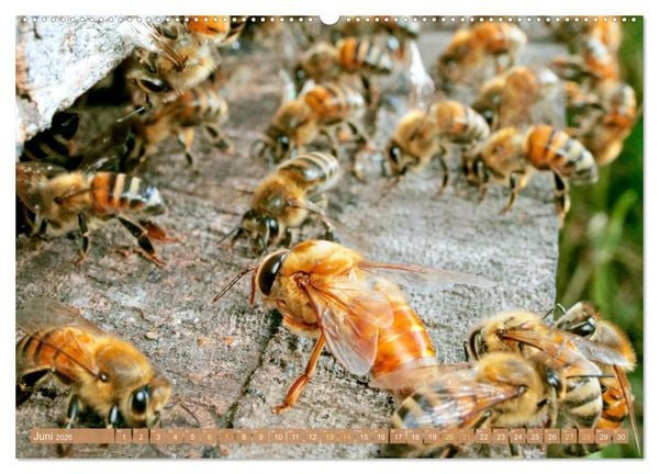 Produktbild: Der Imker: Leidenschaft f&uuml;r die Bienen (Wandkalender 2026 DIN A2 quer), CALVENDO Monatskalender