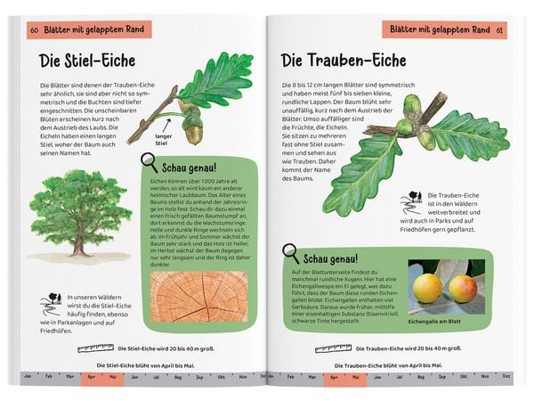 Produktbild: Welcher Baum ist das? Kindernaturf&uuml;hrer