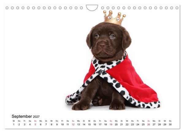 Produktbild: Funny Dogs (Wandkalender 2027 DIN A4 quer), CALVENDO Monatskalender