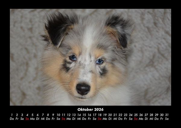Produktbild: Welpen 2026 Fotokalender DIN A3