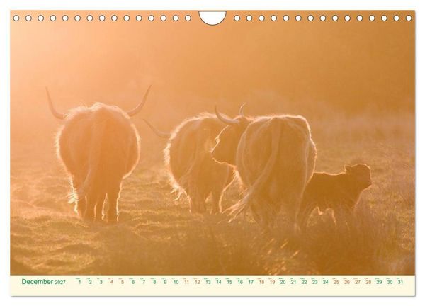 Produktbild: The Hairy Cow Calendar (Wall Calendar 2027 DIN A4 landscape), CALVENDO 12 Month Wall Calendar