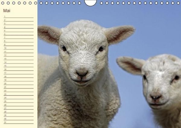 Produktbild: Der wollige Geburtstagskalender (Wandkalender immerw&auml;hrend DIN A4 quer)
