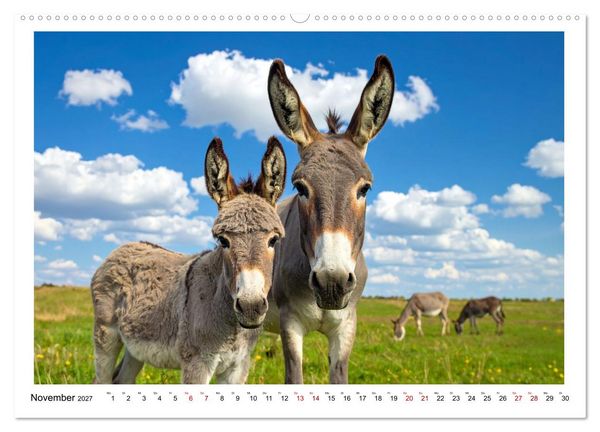 Produktbild: Kleine und gro&szlig;e Eselein (Wandkalender 2027 DIN A2 quer), CALVENDO Monatskalender