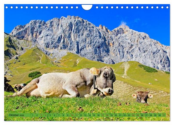 Produktbild: Auf Weidefl&auml;chen und Hochweiden (Wandkalender 2026 DIN A4 quer), CALVENDO Monatskalender