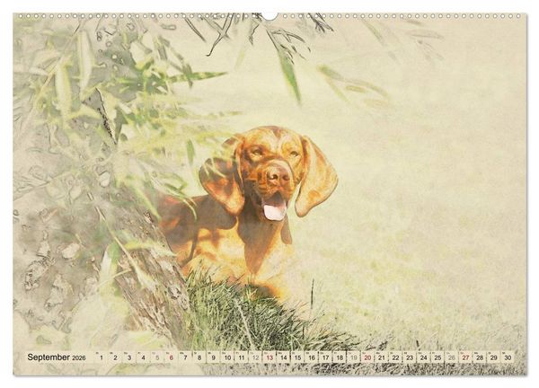 Produktbild: Magyar Vizsla 2026 (hochwertiger Premium Wandkalender 2026 DIN A2 quer), Kunstdruck in Hochglanz