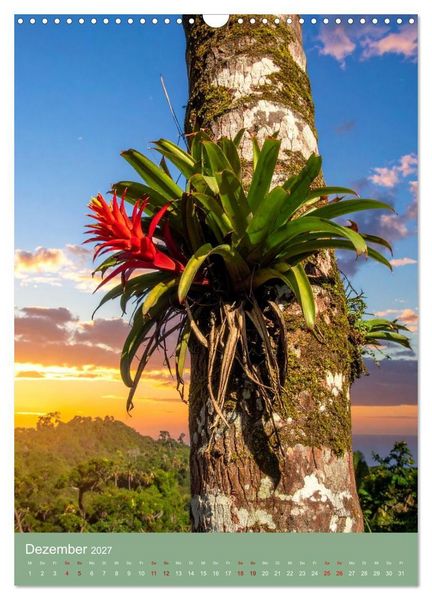 Produktbild: Bromelienzauber (Wandkalender 2027 DIN A3 hoch), CALVENDO Monatskalender