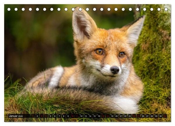 Produktbild: Wildtierkalender (Tischkalender 2026 DIN A5 quer), CALVENDO Monatskalender