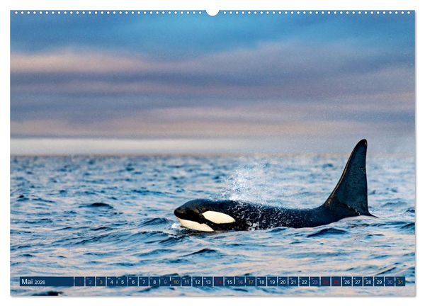 Produktbild: Big Five Australiens Buckelwal, Walhai, Orca, Quokka,K&auml;nguru (hochwertiger Premium Wandkalender 2026 DIN A2 quer), Kunstdruck in Hochglanz