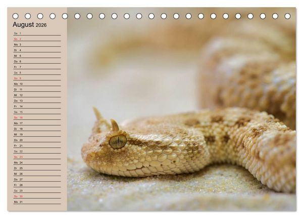 Produktbild: Giftschlangen (Tischkalender 2026 DIN A5 quer), CALVENDO Monatskalender