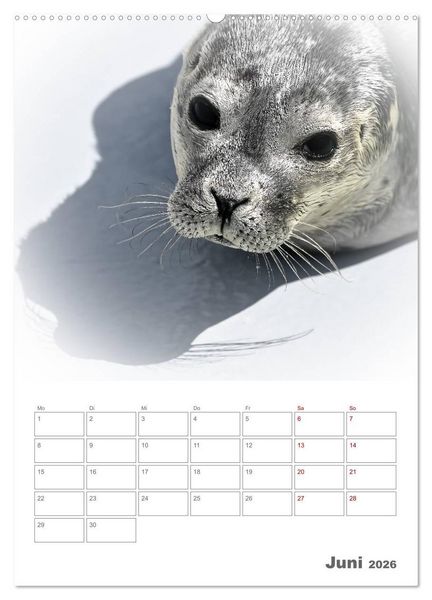 Produktbild: Texel - Momente die verzaubern (Wandkalender 2026 DIN A2 hoch), CALVENDO Monatskalender