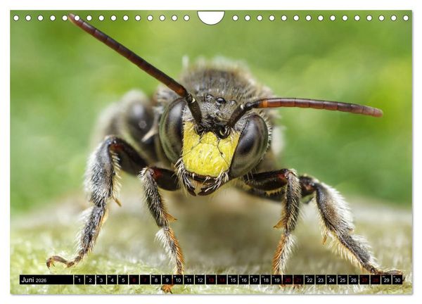 Produktbild: Faszination Makrofotografie: Wespen und Bienen (Wandkalender 2026 DIN A4 quer), CALVENDO Monatskalender