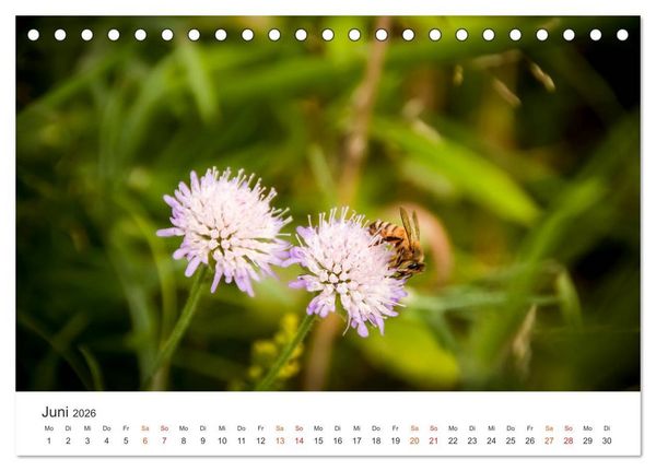 Produktbild: Bienen und Waben (Tischkalender 2026 DIN A5 quer), CALVENDO Monatskalender