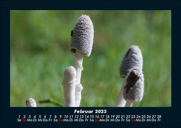 Produktbild: Pilzkalender 2025 Fotokalender DIN A5