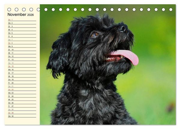 Produktbild: Kobolde auf 4 Pfoten - Bolonka Zwetna (Tischkalender 2026 DIN A5 quer), CALVENDO Monatskalender