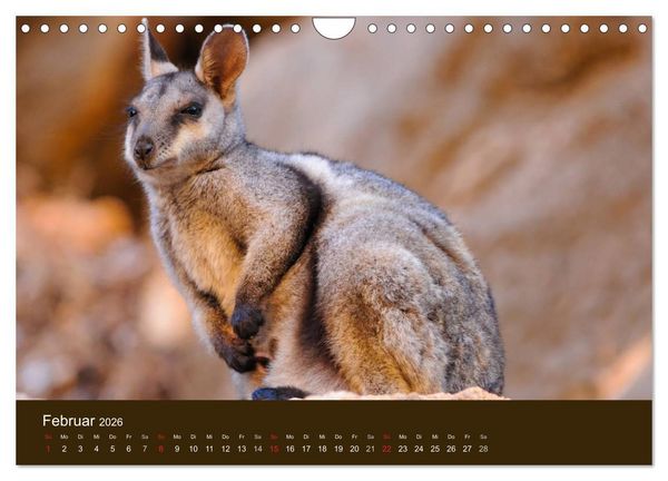 Produktbild: Beuteltiere Australiens (Wandkalender 2026 DIN A4 quer), CALVENDO Monatskalender