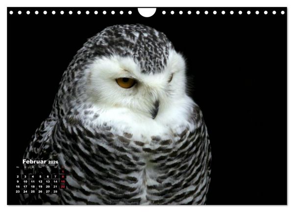 Produktbild: Greifv&ouml;gel, Eulen und K&auml;uze (Wandkalender 2026 DIN A4 quer), CALVENDO Monatskalender