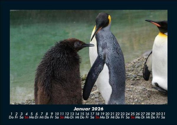 Produktbild: Tierkalender 2026 Fotokalender DIN A5