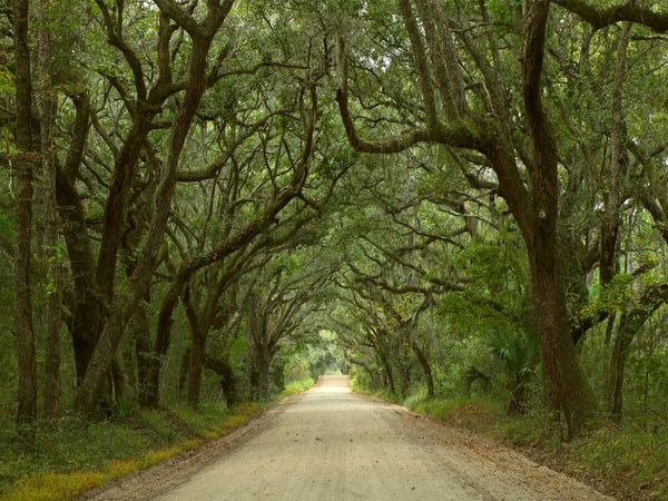 Produktbild: CALVENDO Puzzle Oak Alley, Botany Bay, Ediston Island, South Carolina, USA | 1000 Teile Lege-Gr&ouml;&szlig;e 64x48cm Foto-Puzzle f&uuml;r gl&uuml;ckliche Stunden