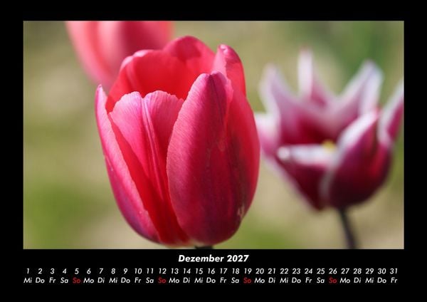 Produktbild: Blumenzauber 2027 Fotokalender DIN A3
