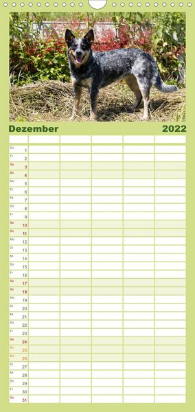 Produktbild: Familienplaner Faszinierende Australian Cattle Dogs (Wandkalender 2022 , 21 cm x 45 cm, hoch)