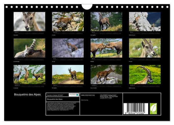 Produktbild: Bouquetins des Alpes (Calendrier mural 2026 DIN A4 vertical), CALVENDO calendrier mensuel