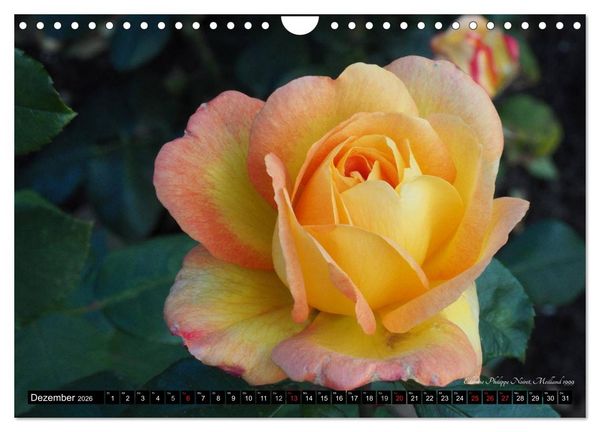Produktbild: Edle Rosen (Wandkalender 2026 DIN A4 quer), CALVENDO Monatskalender