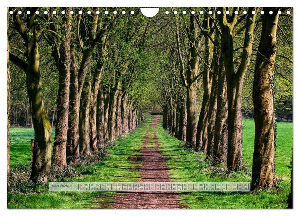 Produktbild: Wald im Bergischen Land 2026 (Wandkalender 2026 DIN A4 quer), CALVENDO Monatskalender