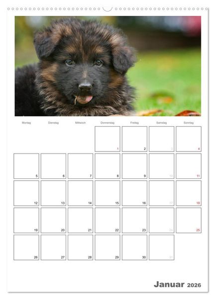 Produktbild: Deutscher Sch&auml;ferhund - Welpen, Planer (hochwertiger Premium Wandkalender 2026 DIN A2 hoch), Kunstdruck in Hochglanz