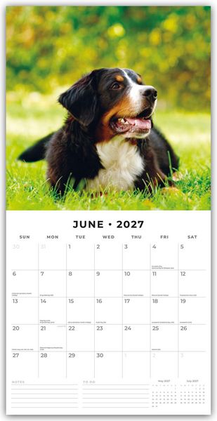 Produktbild: Bernese Mountain Dog &ndash; Berner Sennenhund 2027 &ndash; 16-Monatskalender