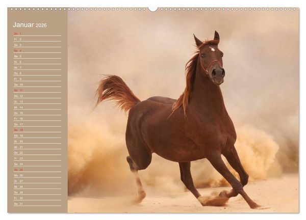 Produktbild: Pferde. Araber im W&uuml;stensand (Wandkalender 2026 DIN A2 quer), CALVENDO Monatskalender