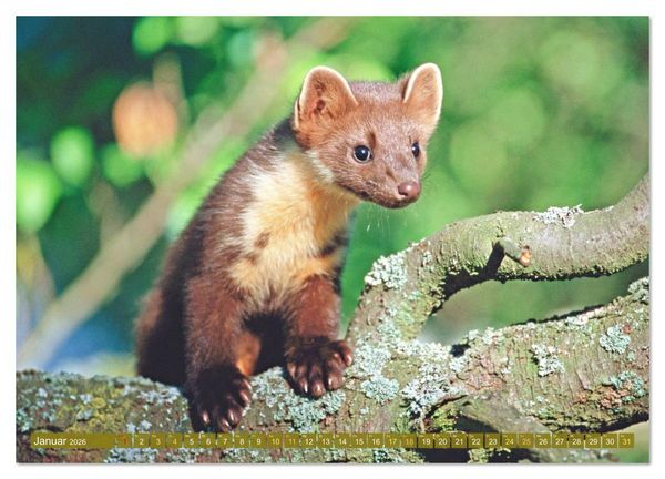 Produktbild: Wald-Kindergarten: Tierkinder im Wald (Wandkalender 2026 DIN A3 quer), CALVENDO Monatskalender
