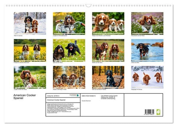 Produktbild: American Cocker Spaniel (Wandkalender 2026 DIN A2 quer), CALVENDO Monatskalender