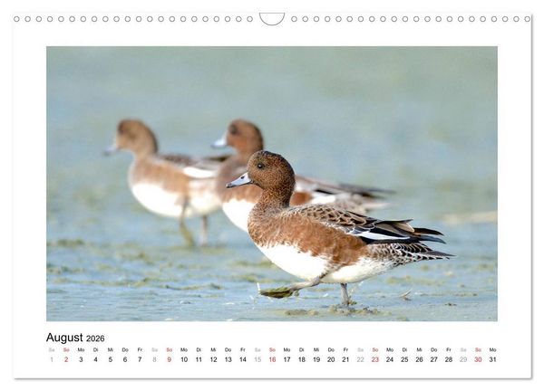 Produktbild: Geschnatter - Enten und G&auml;nse in Deutschland (Wandkalender 2026 DIN A3 quer), CALVENDO Monatskalender