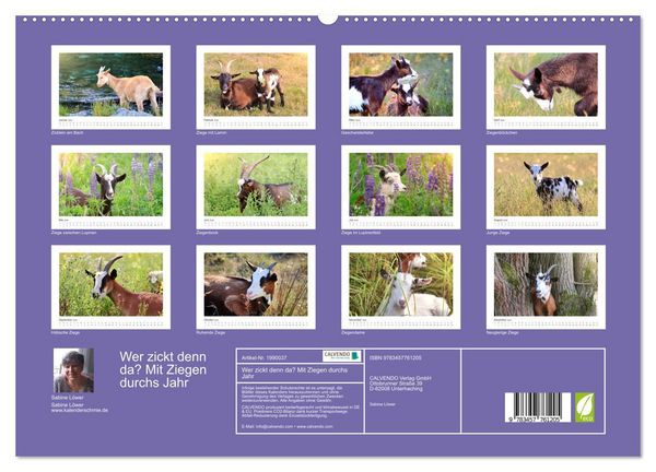 Produktbild: Wer zickt denn da? Mit Ziegen durchs Jahr (hochwertiger Premium Wandkalender 2026 DIN A2 quer), Kunstdruck in Hochglanz