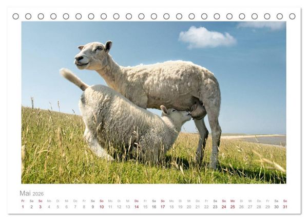 Produktbild: Nordsee Schafe (Tischkalender 2026 DIN A5 quer), CALVENDO Monatskalender