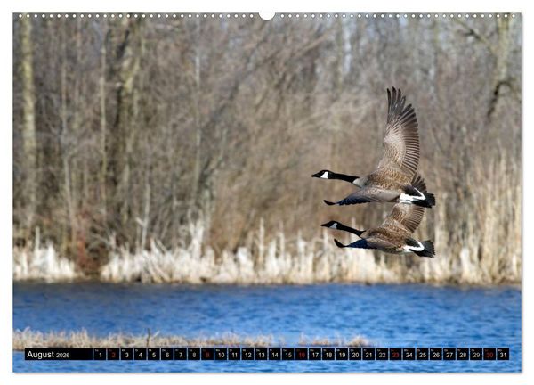 Produktbild: KANADA-GANS - Der 'hupende' Vogel (Wandkalender 2026 DIN A2 quer), CALVENDO Monatskalender