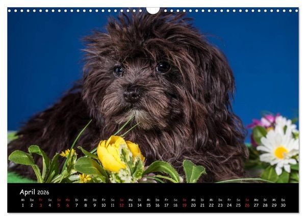 Produktbild: Bolonka Welpenstube (Wandkalender 2026 DIN A3 quer), CALVENDO Monatskalender