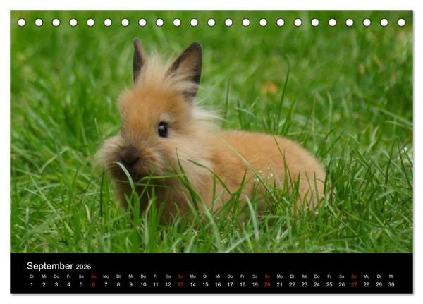 Produktbild: Meerschweinchen und Zwergkaninchen (Tischkalender 2026 DIN A5 quer), CALVENDO Monatskalender