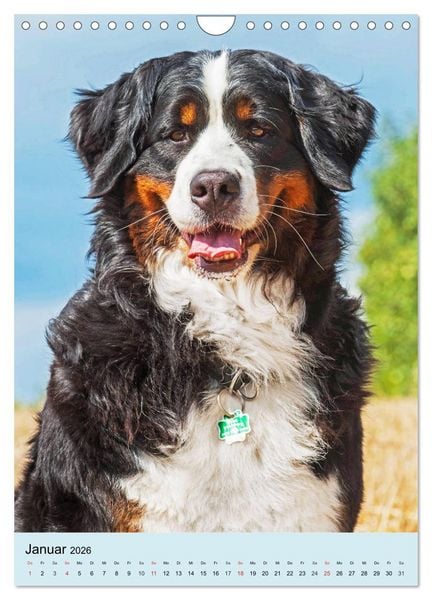 Produktbild: Berner Sennenhund - stark , sch&ouml;n und liebenswert (Wandkalender 2026 DIN A4 hoch), CALVENDO Monatskalender