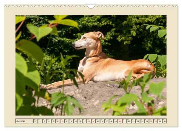 Produktbild: Mit dem Windhund unterwegs im zauberhaften Bergischen Land (Wandkalender 2026 DIN A3 quer), CALVENDO Monatskalender