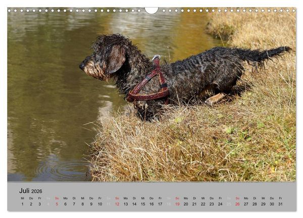 Produktbild: Liebenswerte Clowns (Wandkalender 2026 DIN A3 quer), CALVENDO Monatskalender