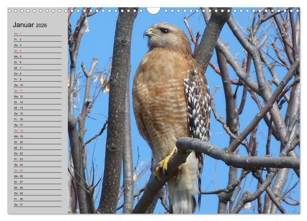 Produktbild: Falken und Greifv&ouml;gel - Edle J&auml;ger (Wandkalender 2026 DIN A3 quer), CALVENDO Monatskalender