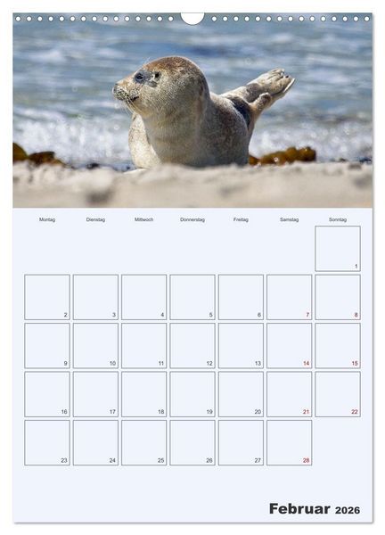 Produktbild: Wildes Leben auf Helgoland (Wandkalender 2026 DIN A3 hoch), CALVENDO Monatskalender
