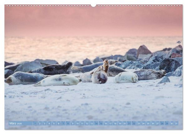 Produktbild: Kegelrobben - Die Kegelrobben von Helgoland (hochwertiger Premium Wandkalender 2026 DIN A2 quer), Kunstdruck in Hochglanz