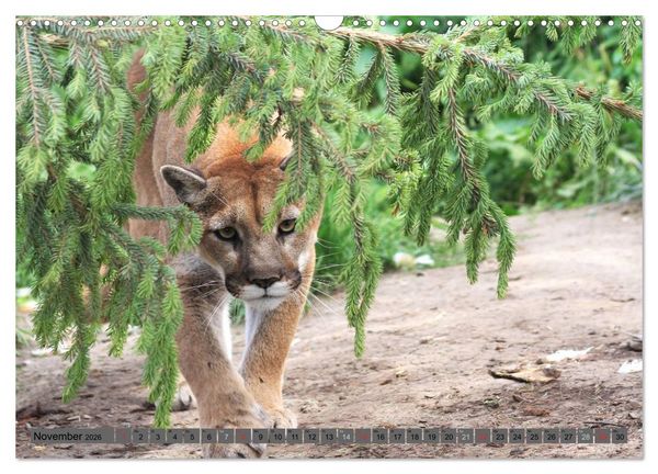Produktbild: Wildtiere Nordamerikas (Wandkalender 2026 DIN A3 quer), CALVENDO Monatskalender